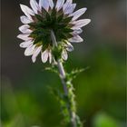 Berkheya purpurea..