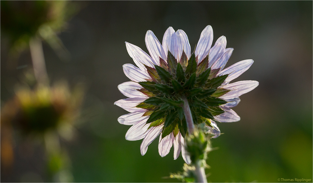 Berkheya purpurea