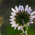 Berkheya purpurea