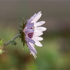 Berkheya purpurea.