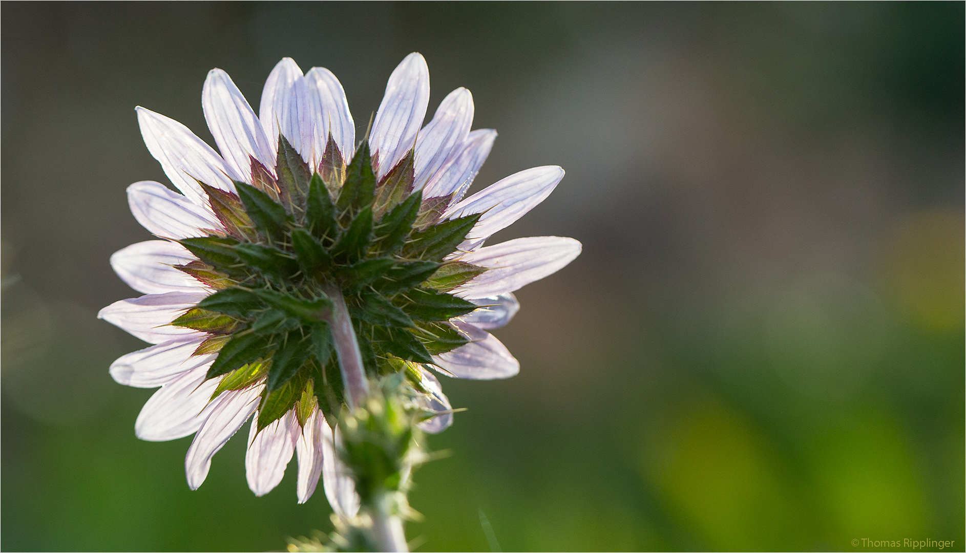 Berkheya purpurea.