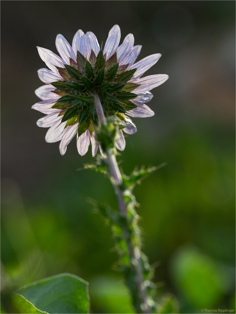 Berkheya purpurea..