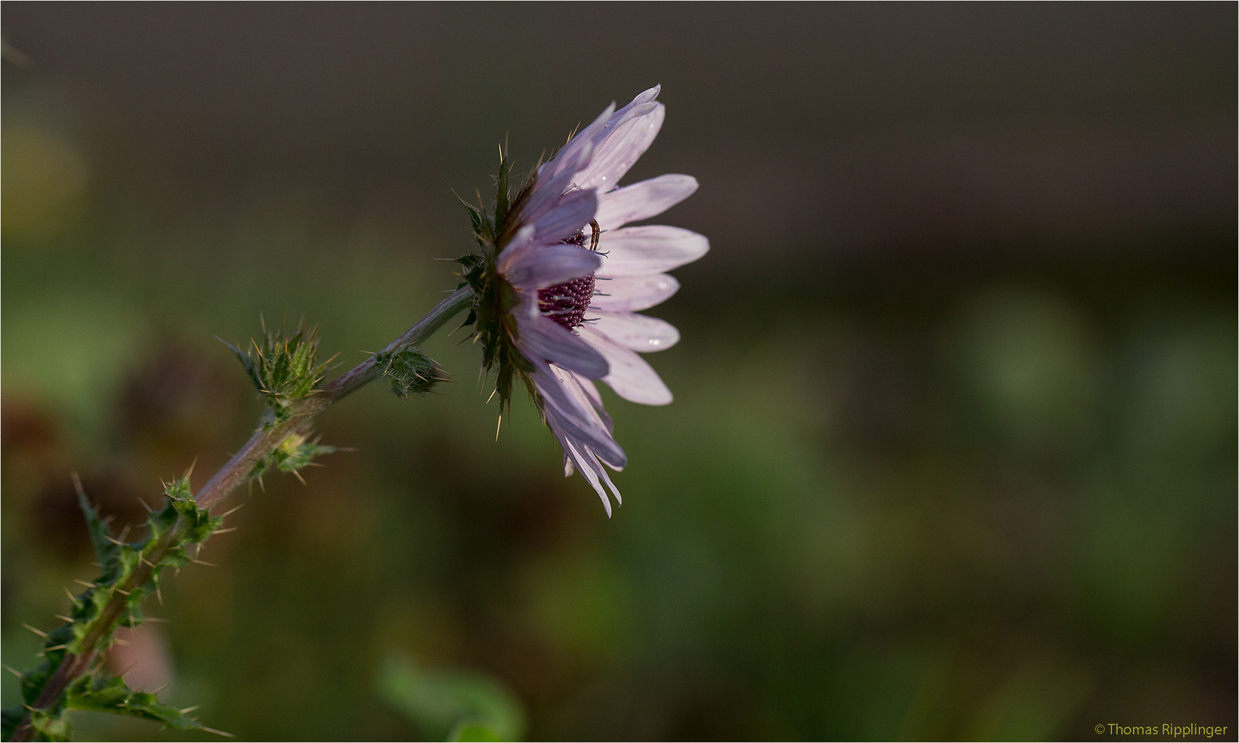 Berkheya purpurea...