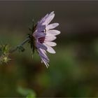 Berkheya purpurea...