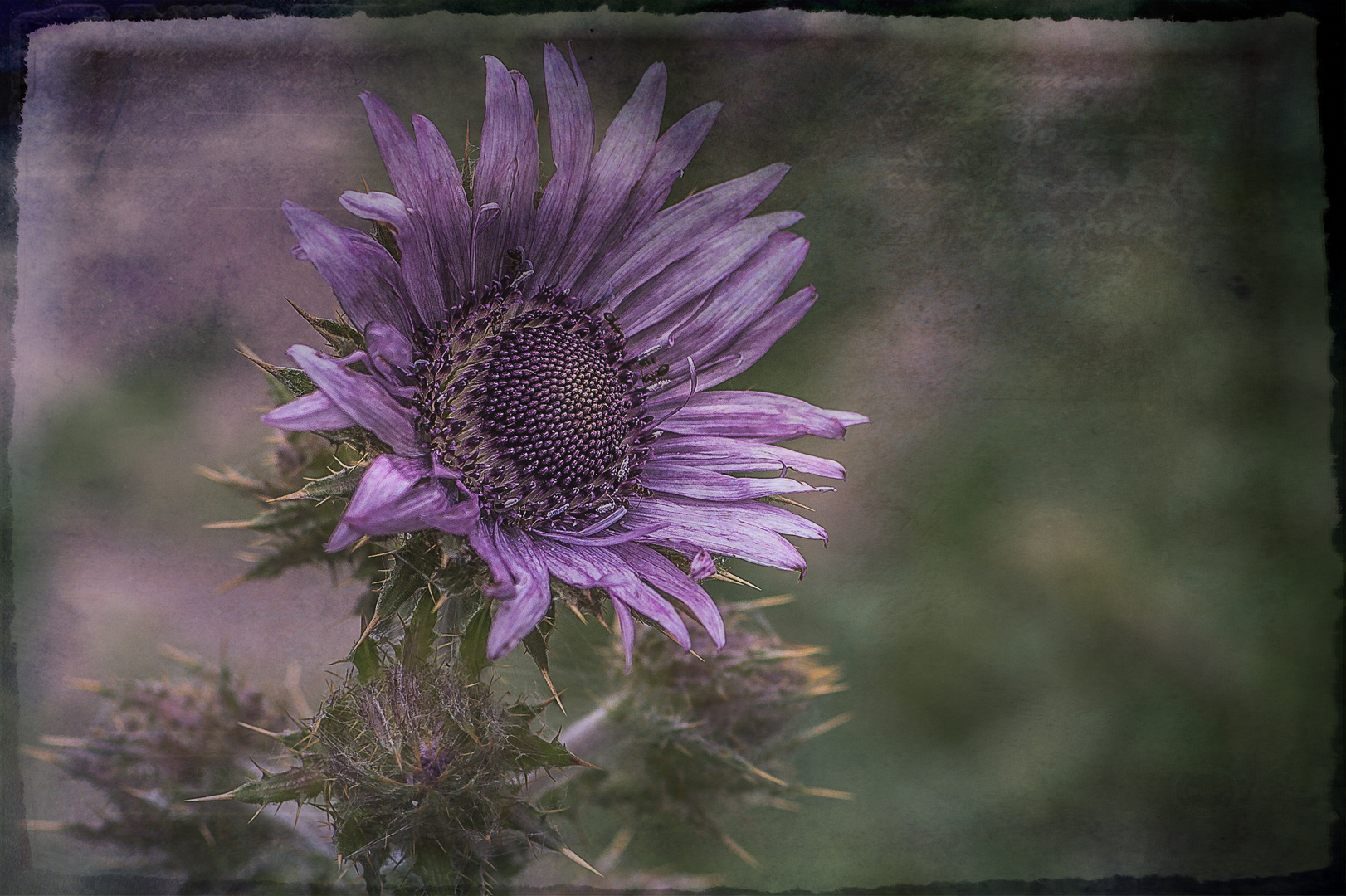 Berkheya purpurea - Südafrikanische Purpurdistel