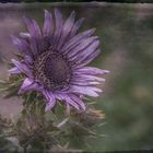 Berkheya purpurea - Südafrikanische Purpurdistel