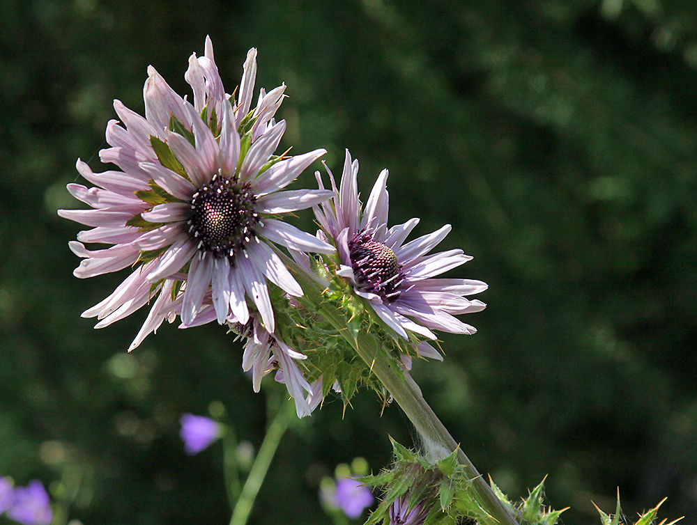 Berkheya purpurea - Südafrikanische Purpurdistel