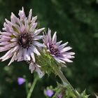 Berkheya purpurea - Südafrikanische Purpurdistel