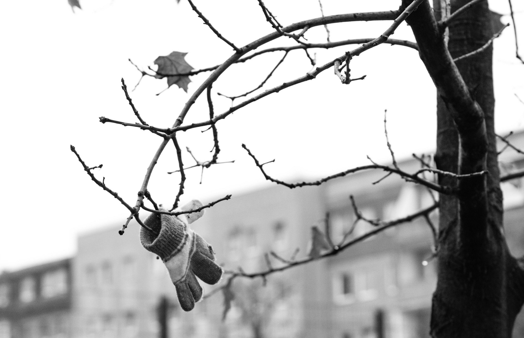 Berlin, Alte Schönhauser Straße, Baum Nr. 20