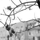 Berlin, Alte Schönhauser Straße, Baum Nr. 20