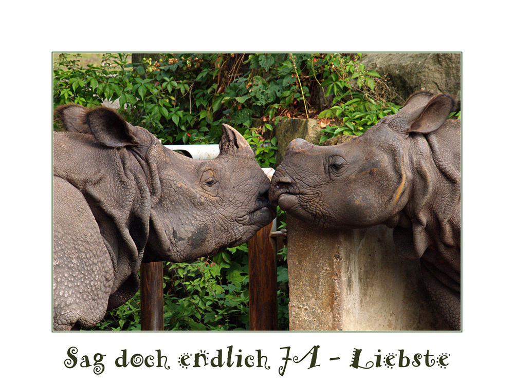 Berlin "anders": Hochzeit im Tierpark