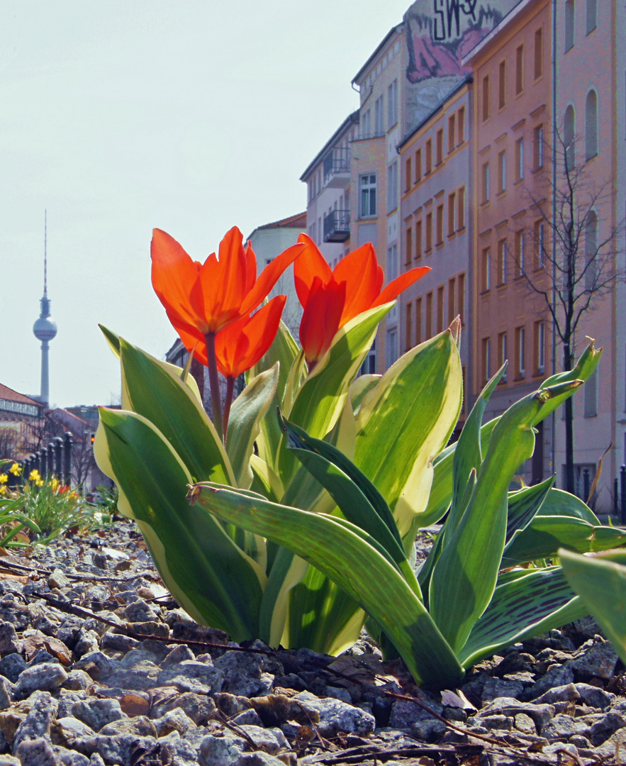 ... Berlin blüht ...