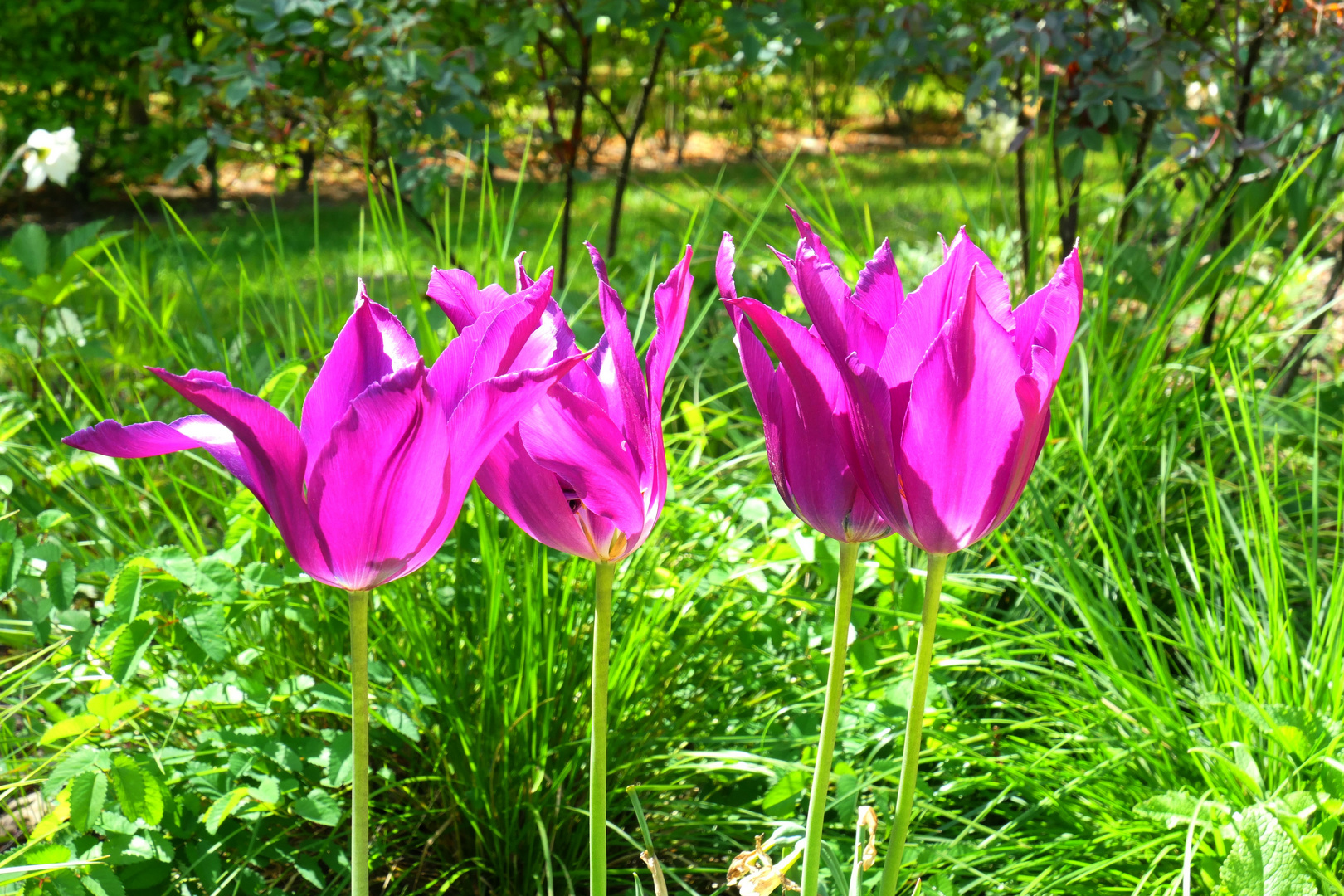 Berlin - Botanischer Volkspark Pankow 2019 - Mai