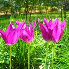 Berlin - Botanischer Volkspark Pankow 2019 - Mai