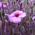 Berlin - Botanscher Garten