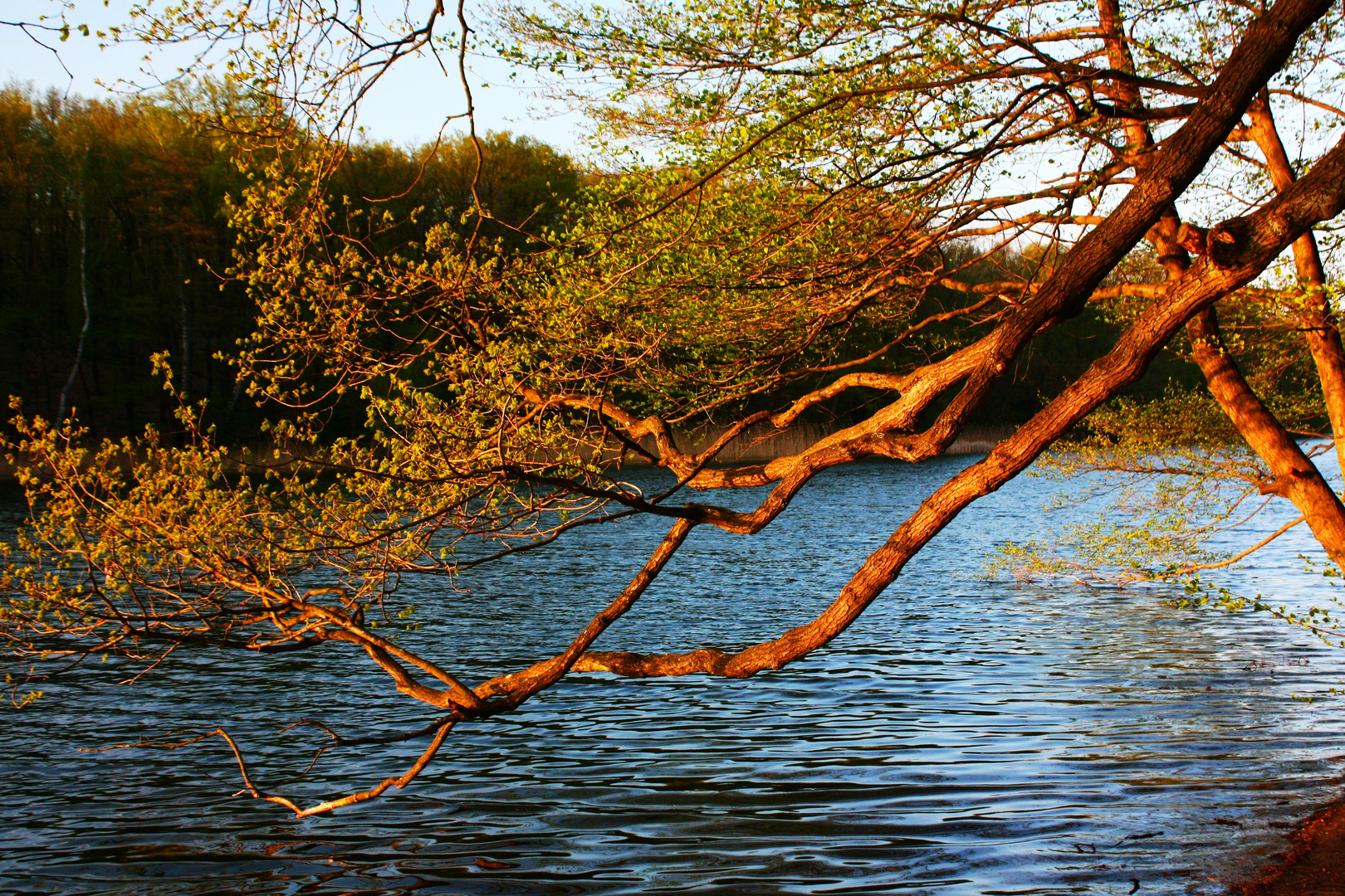 Berlin - Frühlingsabend an der Krummen Lanke 1