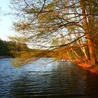 Berlin - Frühlingsabend an der Krummen Lanke 3 - lebenserwacht