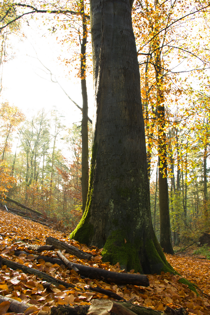 Berlin Grunewald 2