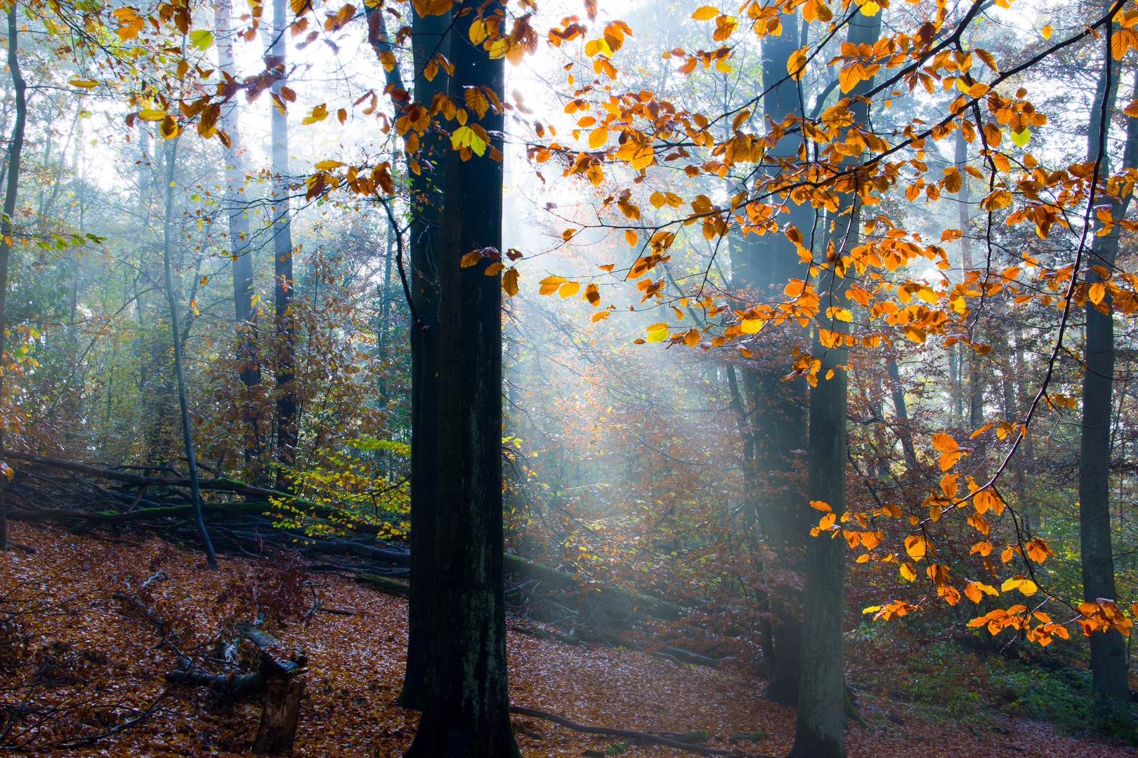 Berlin Grunewald