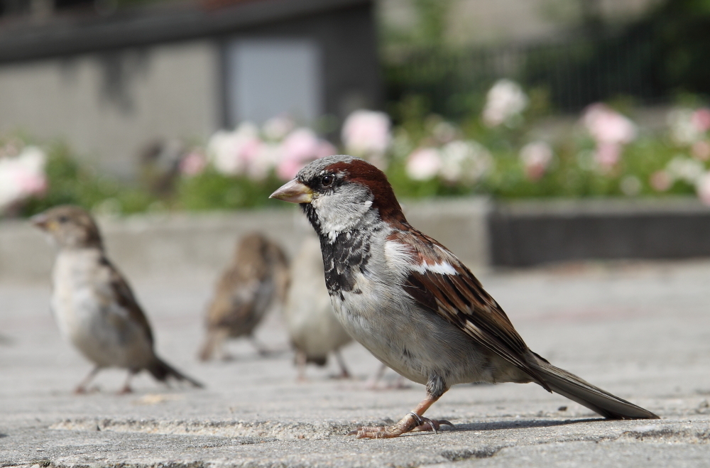 Berlin hat nen Vogel