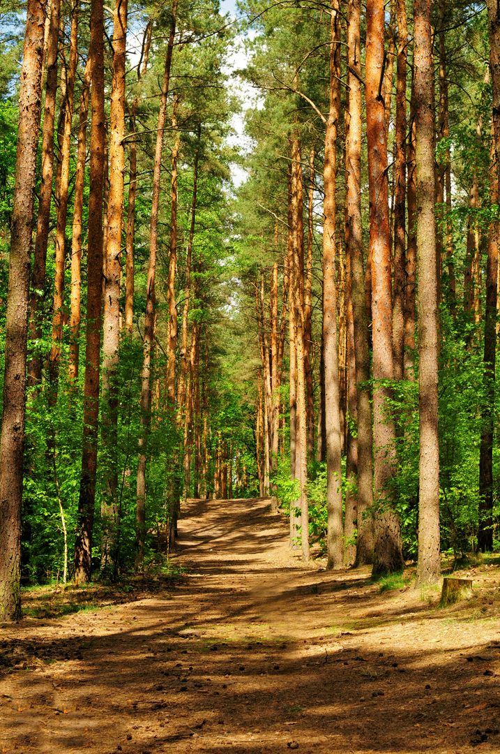 Berlin im Wald