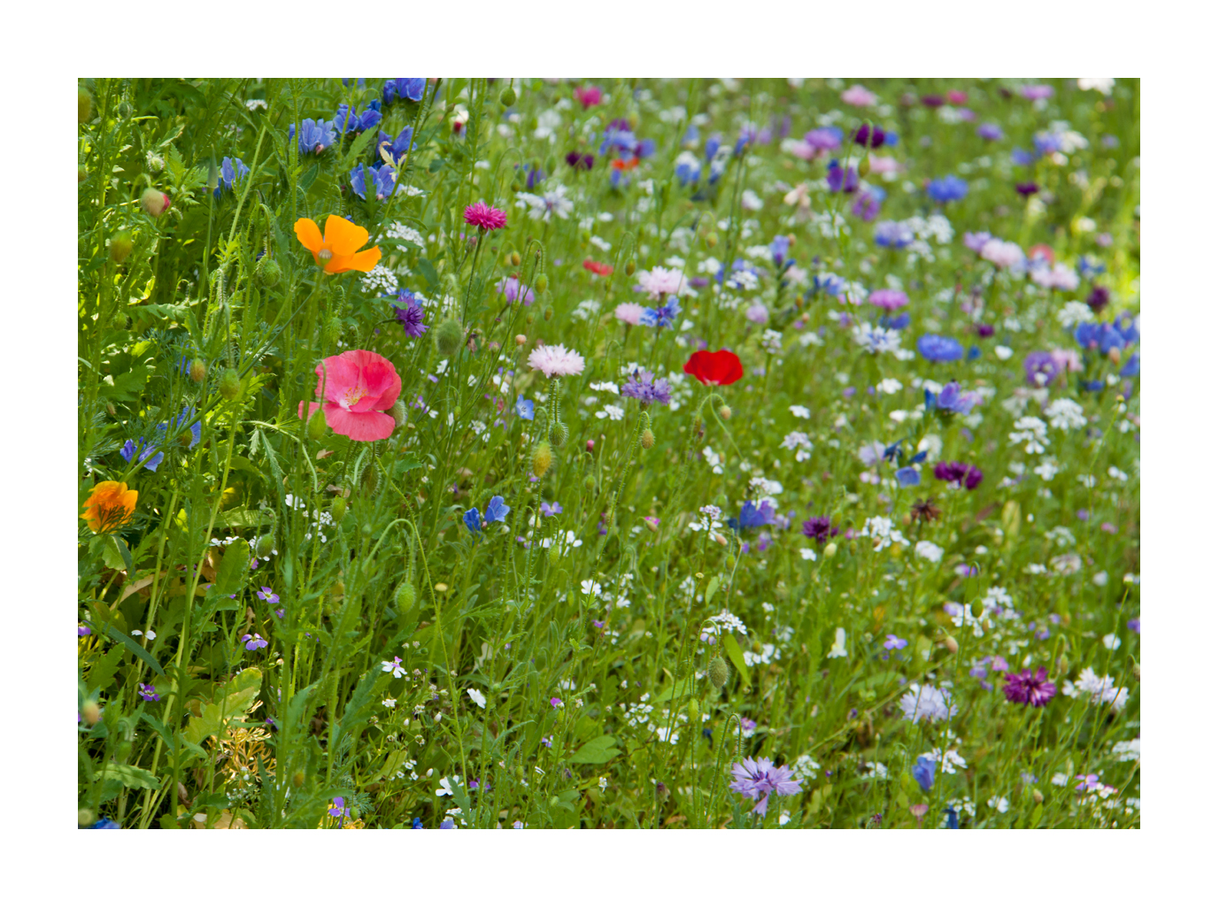 Berlin ist bunt