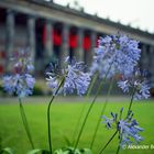 Berlin Lustgarten