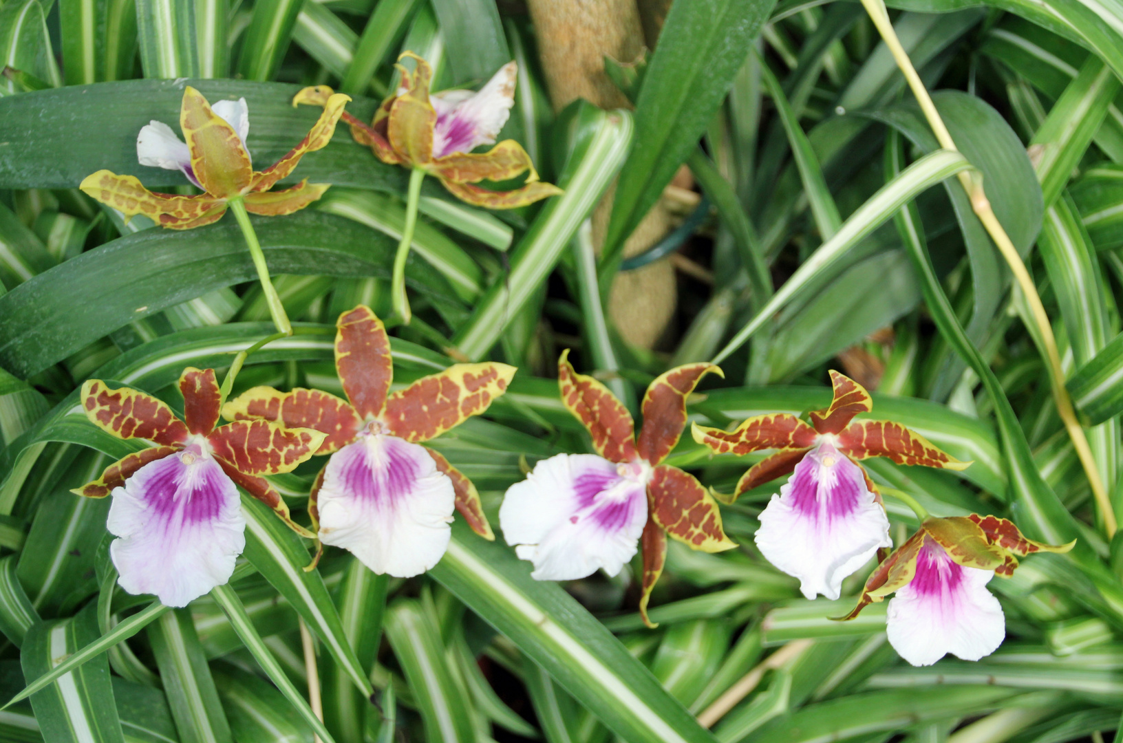 Berlin Marzahn - Gärten der Welt: Orchideen im Balinesischer Garten