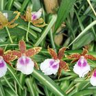 Berlin Marzahn - Gärten der Welt: Orchideen im Balinesischer Garten