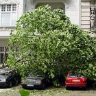 Berlin nach dem Sturm (1)