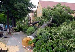 Berlin nach dem Sturm (10)