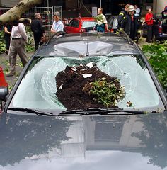 Berlin nach dem Sturm (11): Blumenfenster