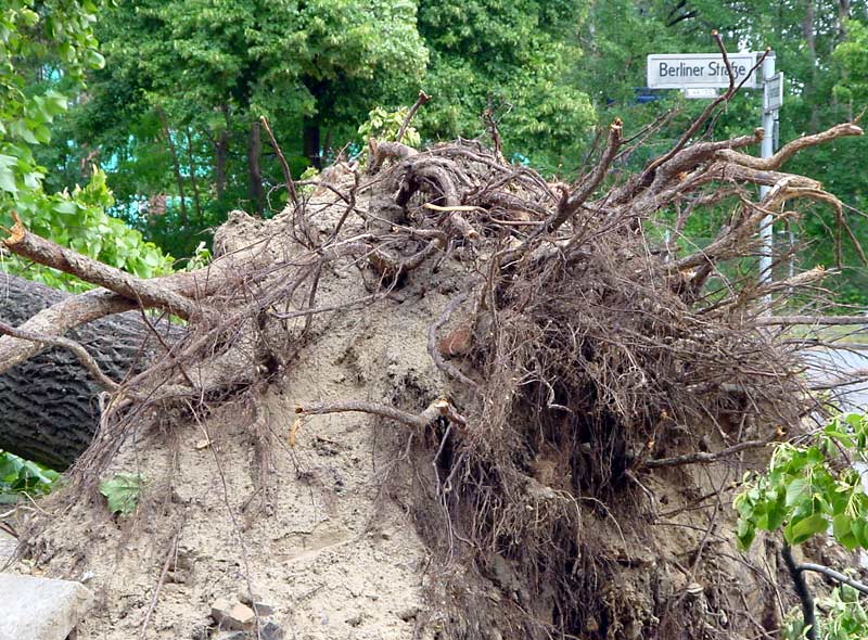 Berlin nach dem Sturm (12)