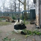 Berlin Panda!