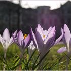 Berlin probt den Frühling