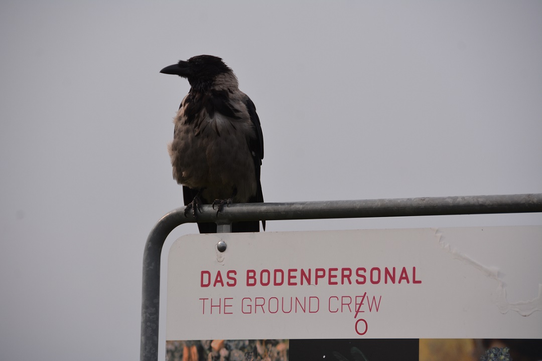 Berlin Tempelhofer Feld: The Ground Crow