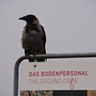 Berlin Tempelhofer Feld: The Ground Crow