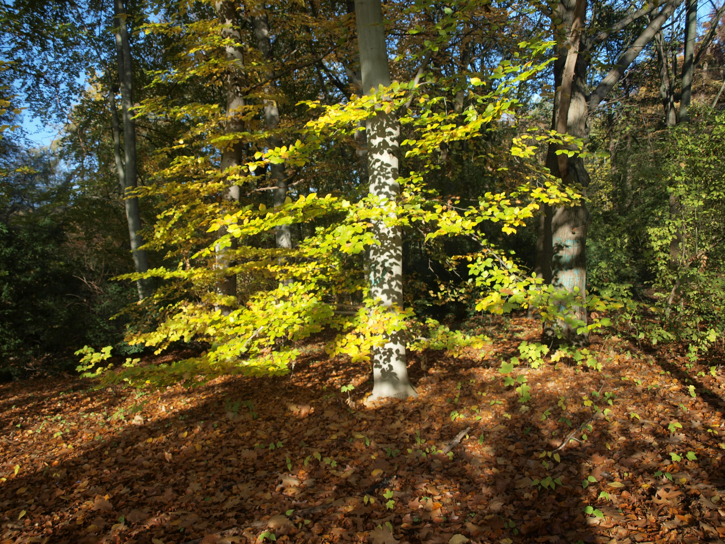 Berlin-Tiergarten, 2019 (Bild 1)