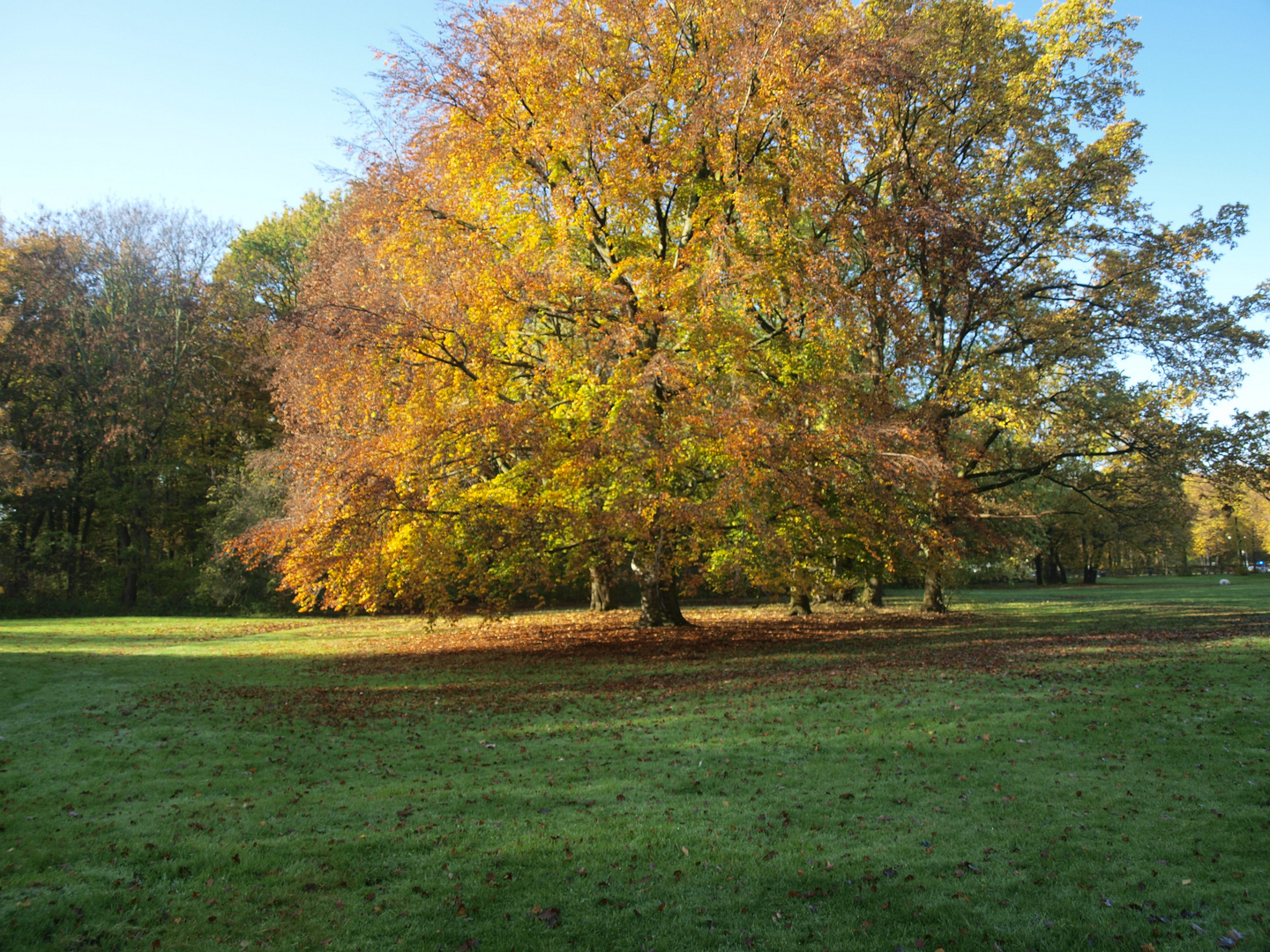 Berlin-Tiergarten, 2019 (Bild 3)