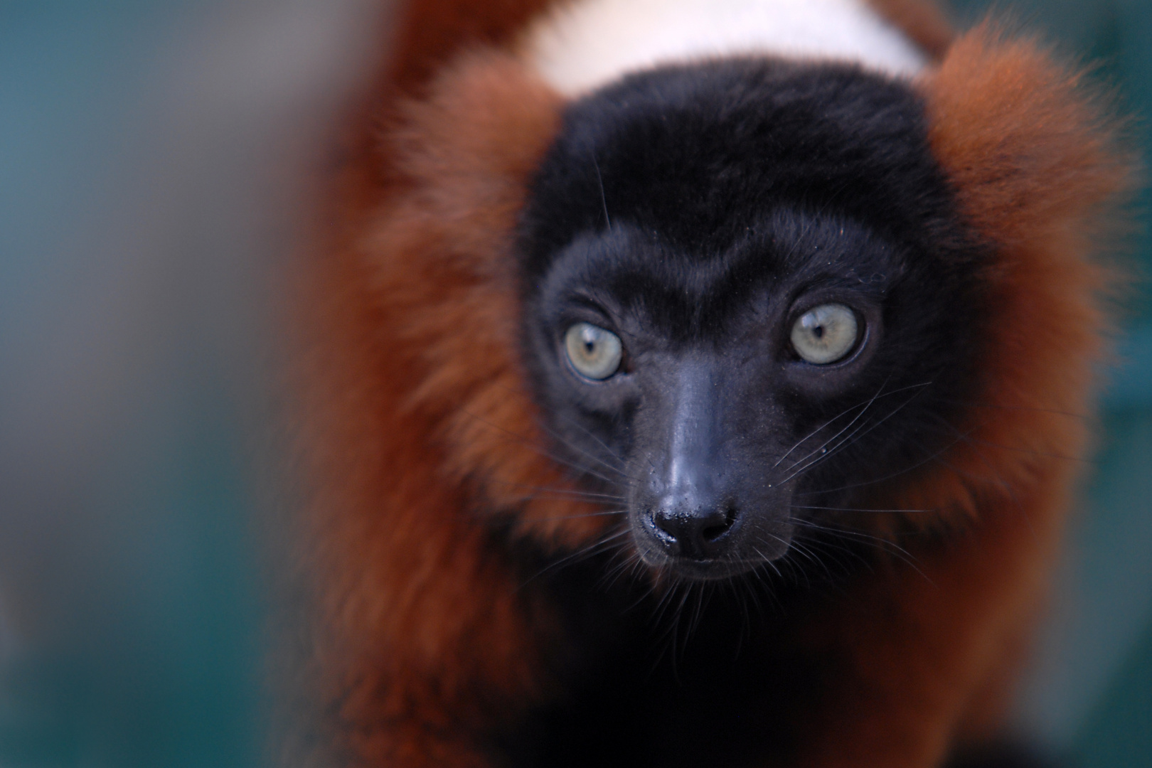 Berlin Tierpark II