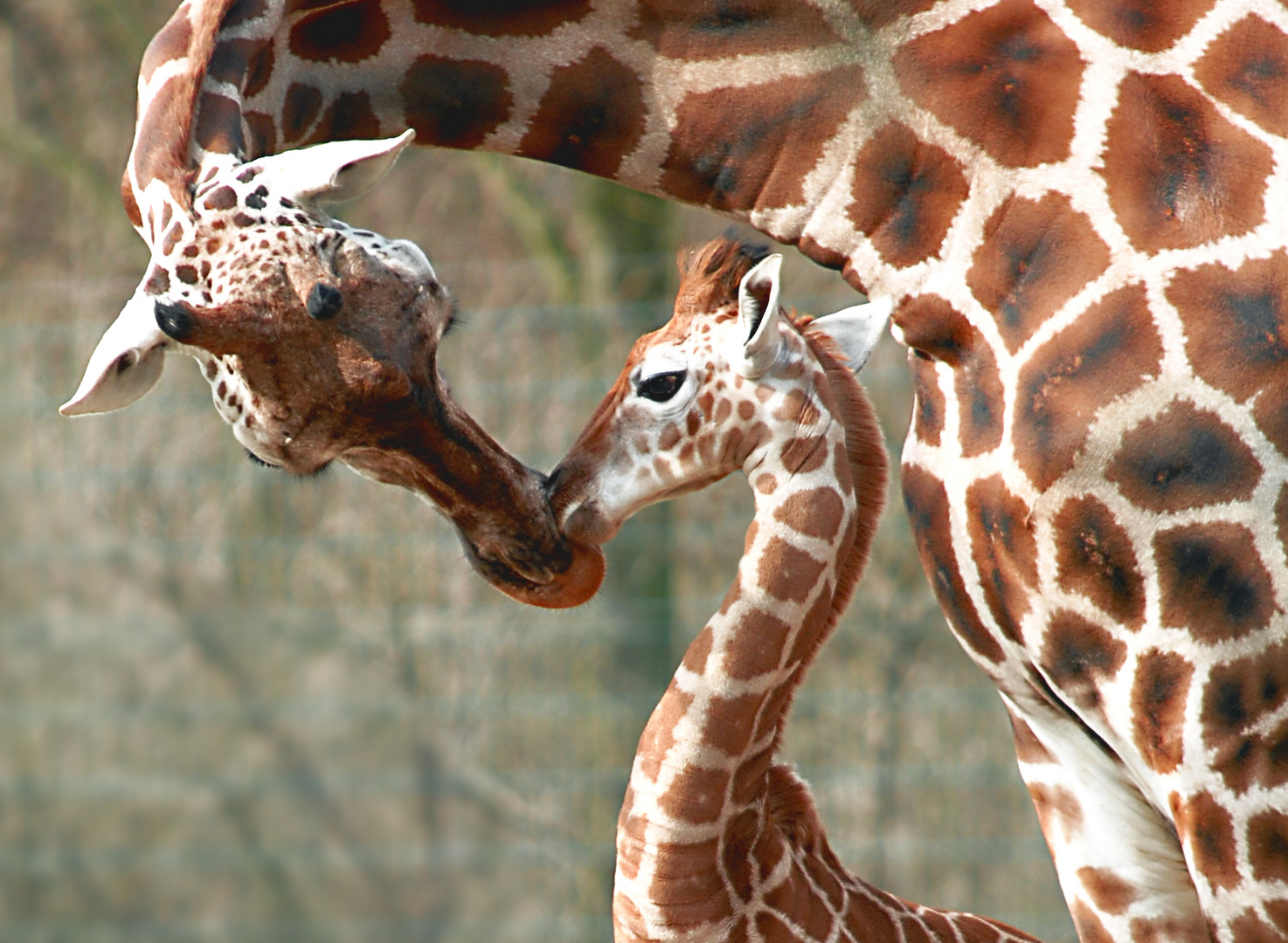 Berlin Tierpark IV   KISS