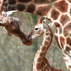 Berlin Tierpark IV   KISS