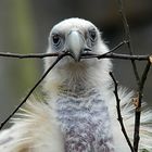 Berlin Tierpark V oder ... Ostberliner Friedenstaube