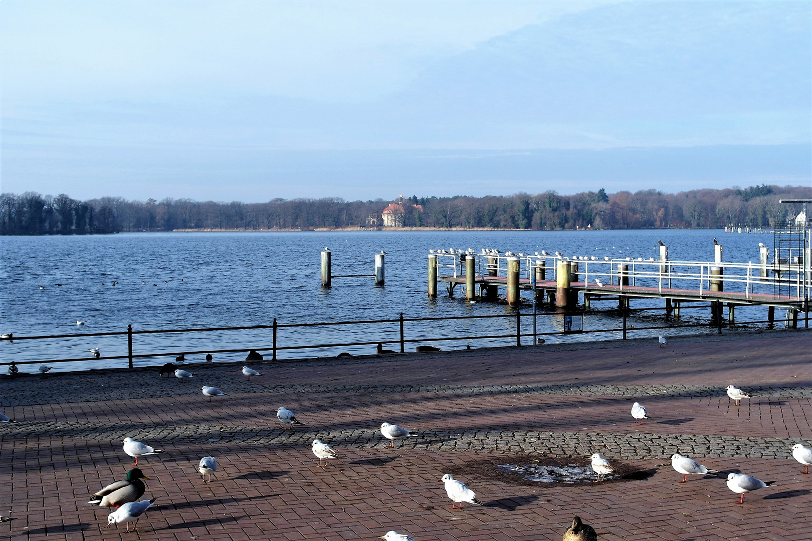 Berlin : Vogelwelt am Tegler See 