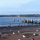 Berlin : Vogelwelt am Tegler See 