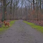 Berlin Volkspark Jungfernheide