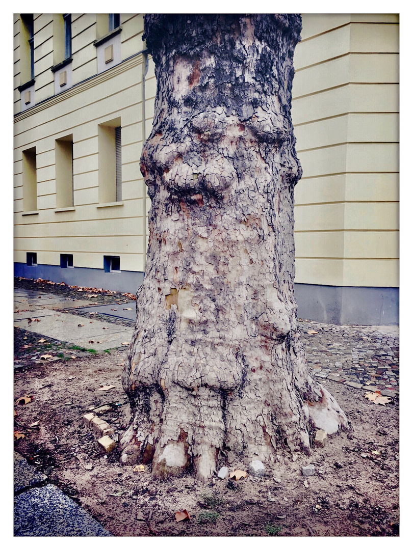 Berlin wächst und wuchert