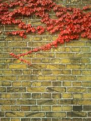 Berlin Walls #3 (Händi-Original von: Friedhofsmauer außen, mit Wein bewachsen, im Herbst)