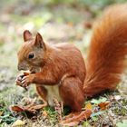 Berlin Young Squirrel