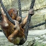 Berlin Zoologischer Garten:Orang Utan